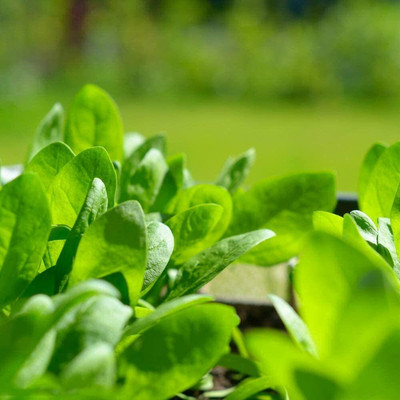CYBEXIS Vegetable Seed Spinach Seeds Heirloom Non-GMO Gardening4000 Seeds Seed(4000 per packet)