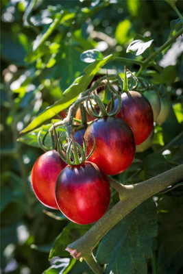 KNESSiN F1 Hybrid Black Moon Tomato Seeds For Gardening - (4000 Seeds) Seed(4000 per packet)