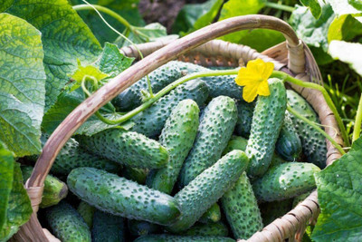 VibeX ® RXI-599 Cucumber Bush Gherkin Early Pickling Seed(200 per packet)