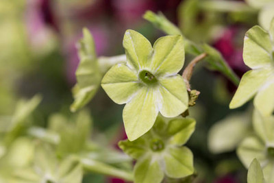 Oliver kanakambaram-firecracker-crossandra Seed(54 per packet)