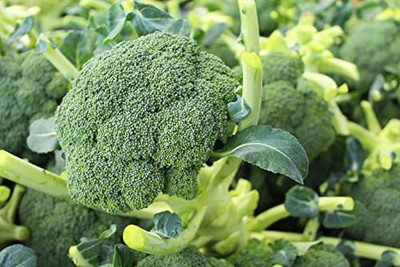 CYBEXIS LXI-22 - Hybird Broccoli - (1350 Seeds) Seed(1350 per packet)