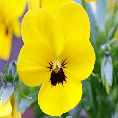 KANAYA Pansy Swiss Gaint Seed(70 per packet)