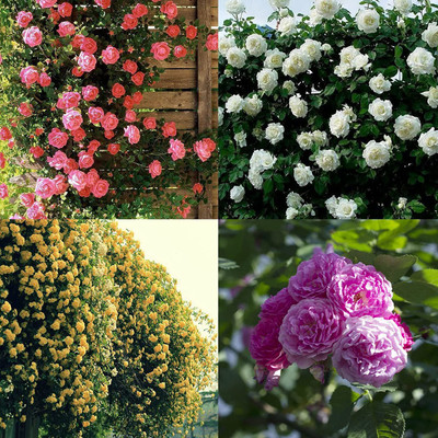 WILLVINE KGF -112 Mix Color Climbing Rose Seeds Seed(100 per packet)