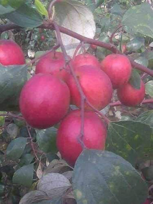 KANAYA Apple Fruit Seed(10 per packet)
