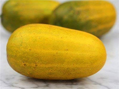 BDSresolve yellow cucumber seeds/cucumber seeds 15 Seed(15 per packet)