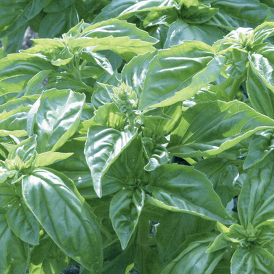 CYBEXIS LX-30 - Sweet Basil Genovese - (4500 Seeds) Seed(4500 per packet)