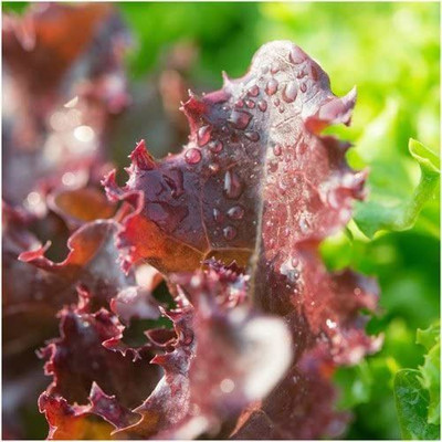 WILLVINE Organic F1 Hybrid Ruby Red Lettuce (Lactuca sativa)-5000 Seeds Seed(5000 per packet)
