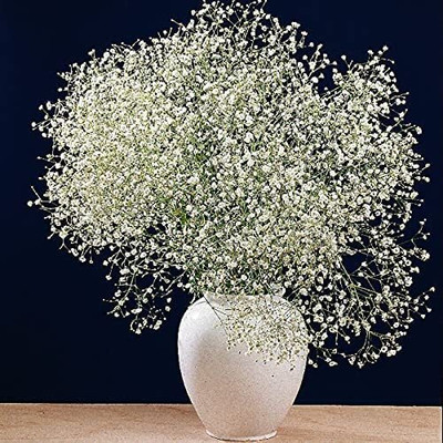 Aywal Gypsophila Gypsy Deep Rose Flower Seed(2 g)