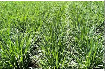 HYBRID 1kg Makkhan grass jwar animal grass seeds more milk testy grass seeds Seed(1 per packet)