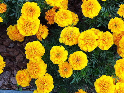 Perlini marigold/gende ka phool flower seeds Seed(50 per packet)