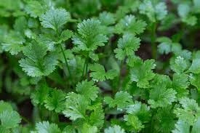 LPT HARA DHANIYA Seed(200 per packet)