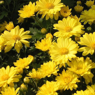 VibeX TLX-58 - High Germination Rate Chrysanthemum - (90 Seeds) Seed(90 per packet)