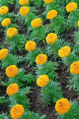 Forestree marigold/gende ka phool flower seeds Seed(50 per packet)