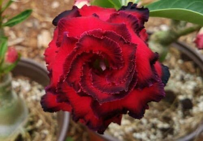 Qualtivate NDIR-378 Red Black Desert Rose Seeds Seed(30 per packet)