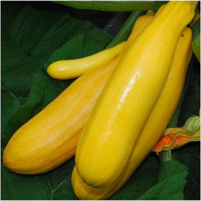 CYBEXIS Zucchini - Golden Zebra F1 Seeds100 Seeds Seed(100 per packet)