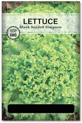 Quentova Black Seeded Simpson Lettuce 2.5gm Seed(2000 per packet)