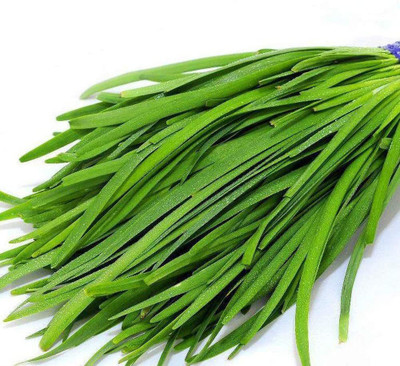 CYBEXIS Hybrid Leek/Chives Seeds Family Garden2800 Seeds Seed(2800 per packet)