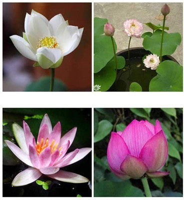 VibeX GBPUT-78 - Lotus Water Lily Flower - (270 Seeds) Seed(270 per packet)