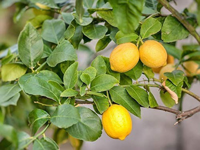 Aro Lemon, Nimbu Seed(13 per packet)
