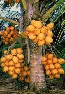 SHYAM Yield Rare Dwarf Yellow Coconut Fruit Tree Seed(1 per packet)