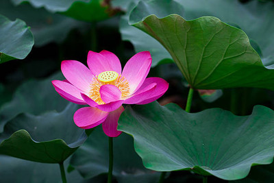 URRO lotus,kamal gatta Seed(14 per packet)