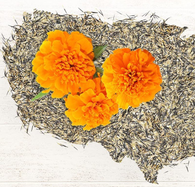Qualtivate GUA-585 Mixed Marigold Seeds Seed(500 per packet)