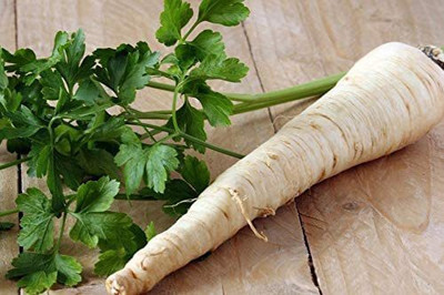 CYBEXIS VVI-72 - Parsley Hercules Green - (750 Seeds) Seed(750 per packet)