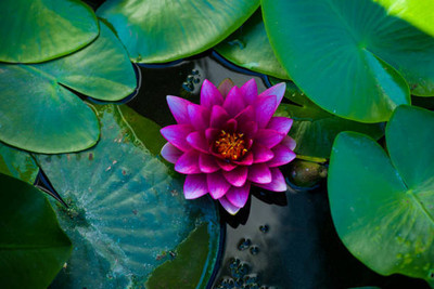 SANGEETS COLLECTION lotus,kamal gatta Seed(11 per packet)