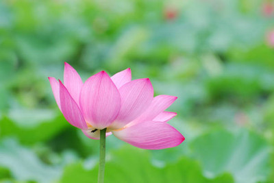 BASF lotus,kamal gatta Seed(10 per packet)