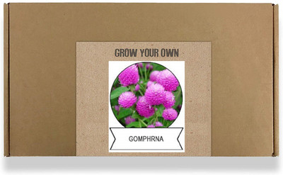 CYBEXIS Gomphrena Flower Seeds100 Seeds Seed(100 per packet)
