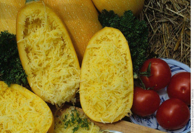 VibeX GBPUT-44 - Spaghetti Squash Zucchini Yellow - (675 Seeds) Seed(675 per packet)