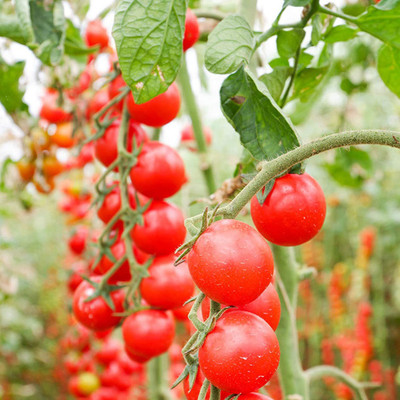 CYBEXIS Tomato Seeds Nutritious Red Juicy -250 Seeds Seed(250 per packet)