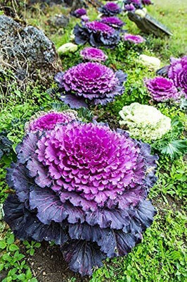 Aywal Imported Ornamental Kale Flower Seed(80 per packet)