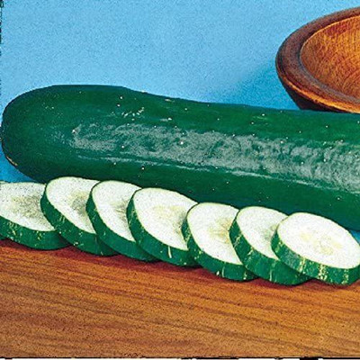 CYBEXIS KGF -3 - Cucumber Tasty Green Hybrid - (1350 Seeds) Seed(1350 per packet)