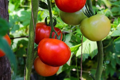 MAHYCO HYBRID TINDA tomato Seed(130 per packet)