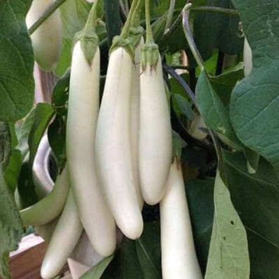 KANAYA Brinjal White Round Eggplant Hybrid Seed(36 per packet)