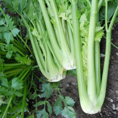 ENTENT Celery Vegetable/Herb Seed(80 per packet)