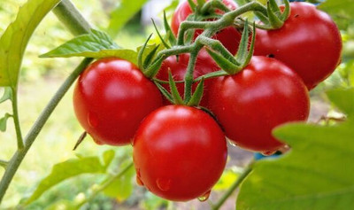 Seedsqlty Cherry tomato seeds hybrid all seasons, high germination (200 seeds) Seed(200 per packet)