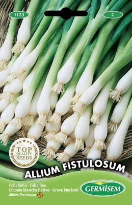 CYBEXIS Allium Fistulosum Chives Seeds2800 Seeds Seed(2800 per packet)