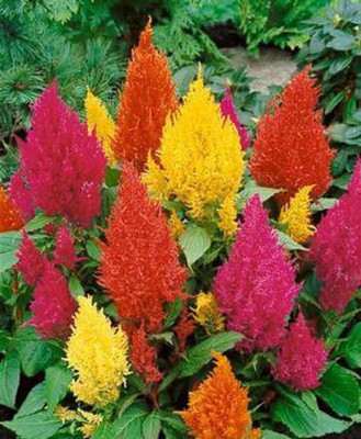 XOLDA Celosia Seed(51 per packet)