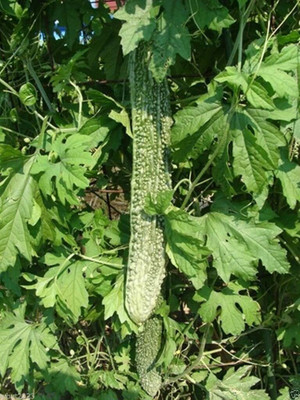 VibeX VVI-21 - Bitter Gourd Japanese Long - (300 Seeds) Seed(300 per packet)
