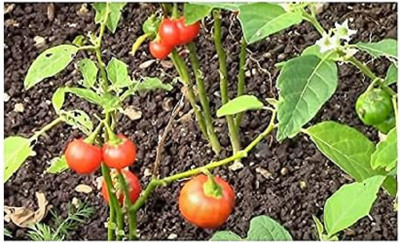KNESSiN F1 Hybrid Brinjal Eggplant Rosso Di Napoli ( Seeds) Seed(1000 per packet)