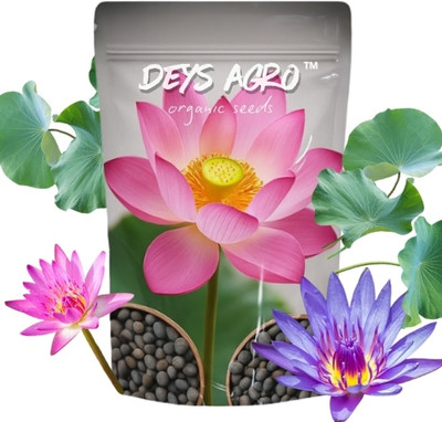 DEYS AGRO ™ Premium lotus flower seeds for home garden,Exotic Seed(27 per packet)