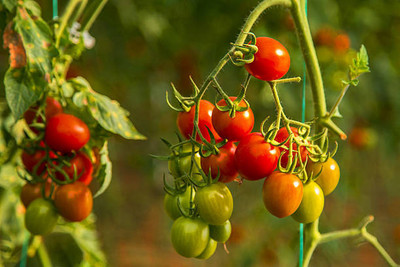 imtion tomato Seed(35 per packet)