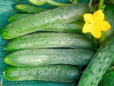 Qualtivate XXX-3A Indoor Cucumber Zozula Self-Pollinating Seed(300 per packet)