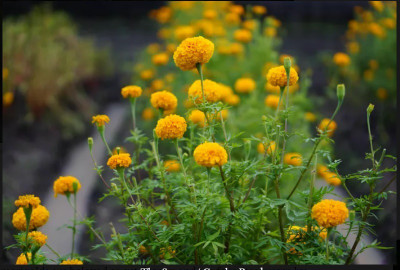 Quentova African Marigold Flower / गेंदे का फूल Orange-NDIR-11A Seed(50 per packet)