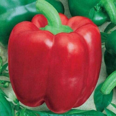 CYBEXIS Seeds of Vegetable Sweet Pepper Yolo Wonder2400 Seeds Seed(2400 per packet)