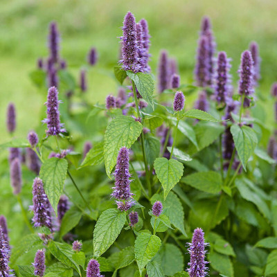 Pbevergreen hyssop beautiful flower hybrid seeds 1-packet Seed(70 per packet)
