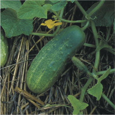 Qualtivate PUAS-5A Bush Pickle Cucumber Seeds Seed(300 per packet)
