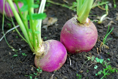 Quentova Turnip Purple Top-VOX-2P Seed(250 per packet)